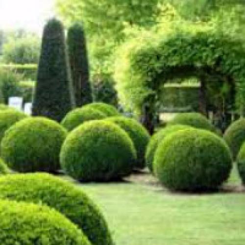 Как ухаживать за ягодными кустарниками после посадки. Уход и выращивание кустарников