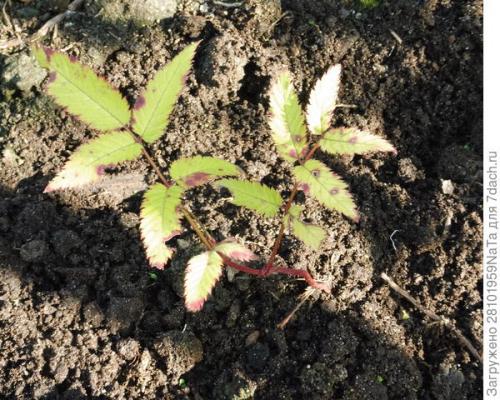 Как правильно посадить ягодные кустарники осенью. Пересаживаем и высаживаем декоративные и плодово-ягодные кустарники