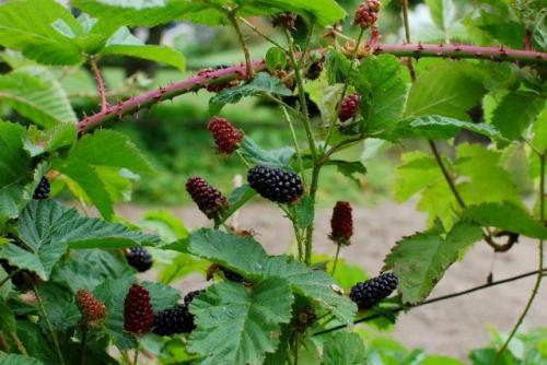 Какие сорта ягодных кустарников лучше сажать осенью. Ягодные кустарники