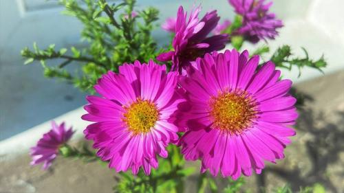 Какие деревья можно посадить в октябре для моего дома. Идеальный месяц: что посадить на даче в октябре