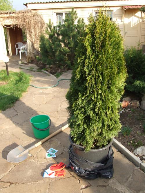 Какие деревья лучше сажать в октябре в моем климате. Осенняя посадка: внимание на декоративные деревья и кустарники