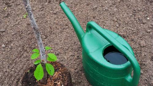 Какие деревья можно посадить в октябре для моего дома. Идеальный месяц: что посадить на даче в октябре