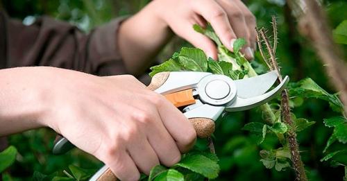 Какие инструменты необходимы для садоводства. Какие садовые инструменты нужны каждому огороднику