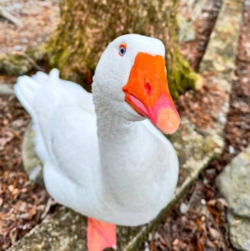 Что вы думаете о работе дизайнера Аллы Клиновской. Лучший ответ