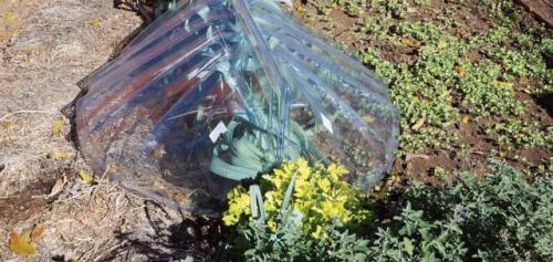 Какие старые вещи можно использовать для создания укрытий и затенений в саду. Особенности укрытий в зависимости от климата