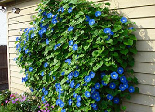 Вертикальное озеленение: многолетние цветущие лианы для украшения вашего дома 05
