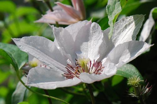 Как обеспечить достаточную защиту от вредителей и болезней для многолетних цветущих лиан. Прекрасные лианы. Весной клематисам нужно особое внимание