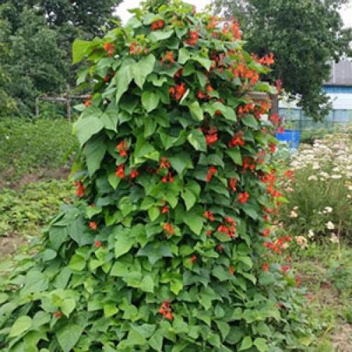 Вертикальное озеленение: многолетние цветущие лианы для украшения вашего дома 02