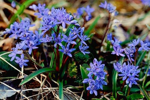 Какие растения лучше всего выбрать для посадки в октябре в зависимости от почвы. Какие цветы посадить в октябре?