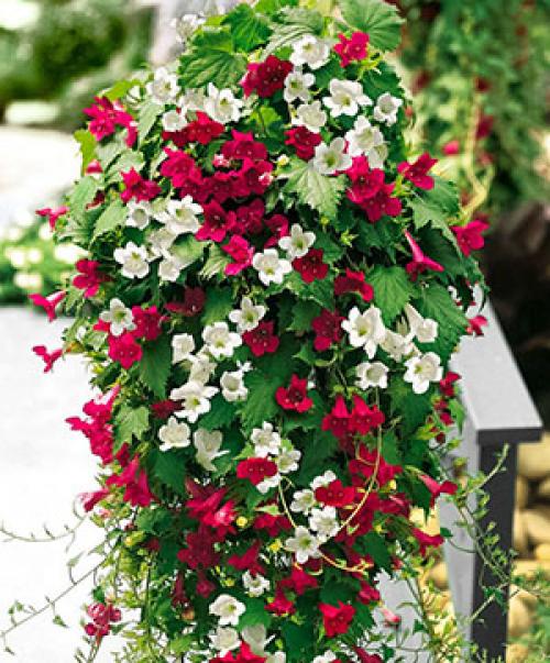 Вертикальное озеленение: многолетние цветущие лианы для украшения вашего дома 01