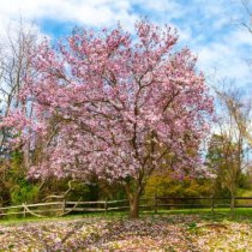 Какие виды деревьев лучше сажать в начале весны, и какие – в конце. Какие деревья предпочтительней сажать весной?