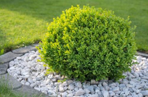 Какие виды деревьев лучше сажать в начале весны, и какие – в конце. Какие деревья предпочтительней сажать весной?