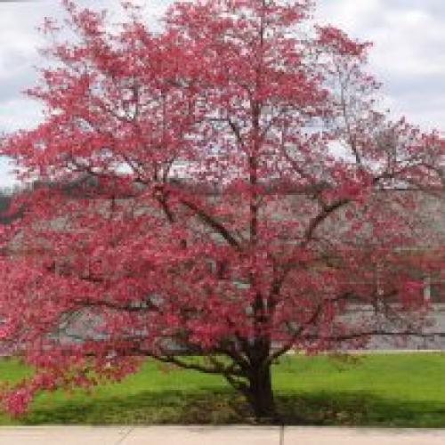 Какие виды деревьев лучше сажать в начале весны, и какие – в конце. Какие деревья предпочтительней сажать весной?