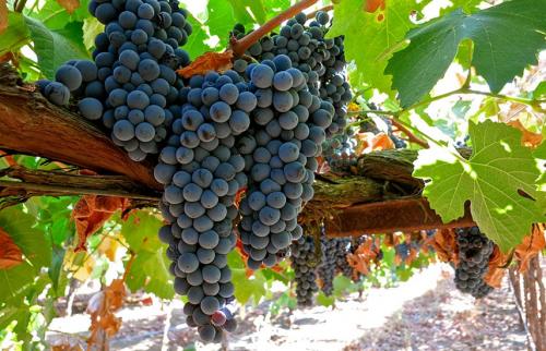 Какие сорта винограда можно сажать осенью. Посадка и уход за виноградом осенью – полезные советы