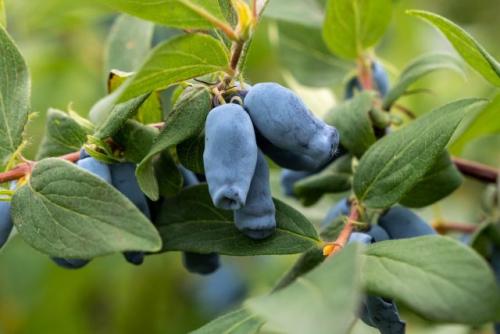 Какие плодовые деревья лучше выбрать для осеннего сада в зависимости от целей выращивания. Ягодные кустарники