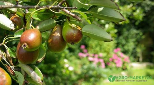 Осенние плодовые деревья: лучшие варианты для сада 05 Осенние плодовые деревья: лучшие варианты для сада 05