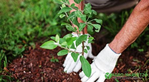 Осенние плодовые деревья: лучшие варианты для сада 07 Осенние плодовые деревья: лучшие варианты для сада 07