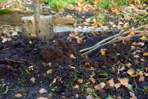 Какие плодовые деревья лучше выбрать для осеннего сада в зависимости от климата. Когда высаживать плодовые деревья — осенью или весной?