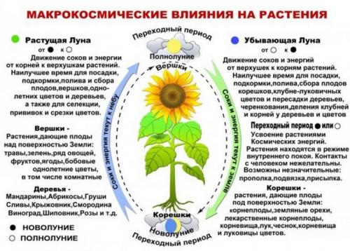 Как лунный календарь влияет на рост растений