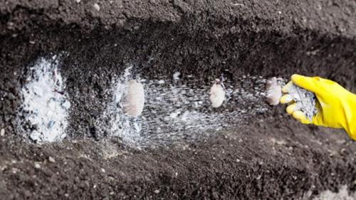 Гашеная известь для томатов. Необходимость в известковании грунта