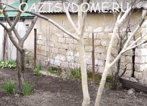 Обеззараживание почвы известью. Какую известь и как использовать для раскисления почвы, побелки теплиц и деревьев