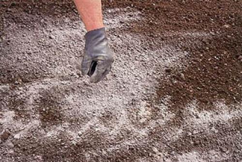 Негашеная известь и ее применение в саду и огороде. Какую известь нужно вносить в грунт 03