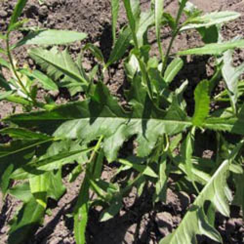 Негашеная известь и ее применение в саду и огороде. Какую известь нужно вносить в грунт 01