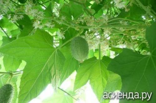 Какие 4 однолетние цветущие лианы можно выращивать даже для начинающих садоводов