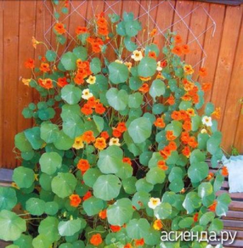 Какие 4 однолетние цветущие лианы можно выращивать даже для начинающих садоводов