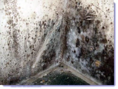 Конденсат в подвале в жаркую погоду. Причины