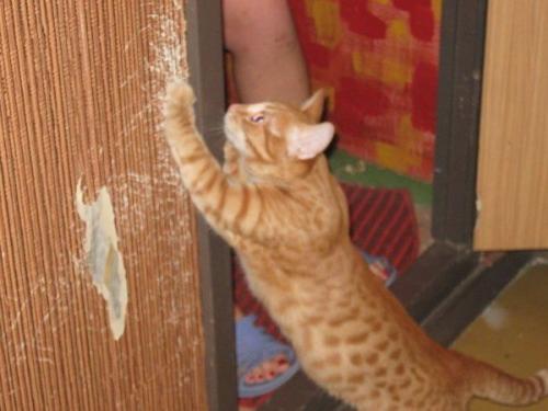 Защита от пятен и повреждений: Как правильно выбрать защиту для окрашенных обоев 21