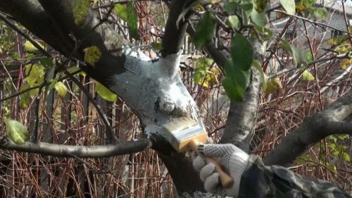 Как разводить известь для побелки деревьев. Осень — идеальное время для побелки плодовых деревьев: причины и цели