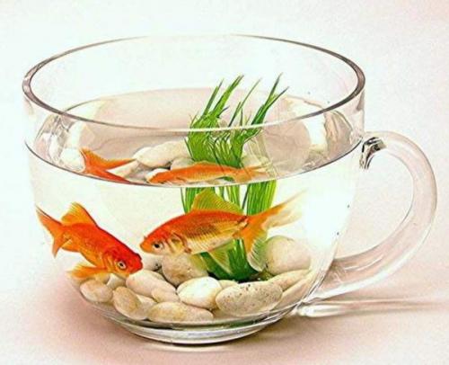 Создание уютного сада с помощью пластиковых бутылок 02