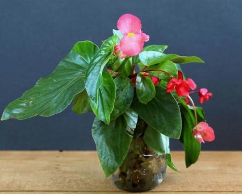 Создание уютного сада с помощью пластиковых бутылок 11