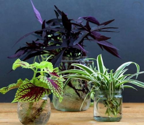 Создание уютного сада с помощью пластиковых бутылок 09