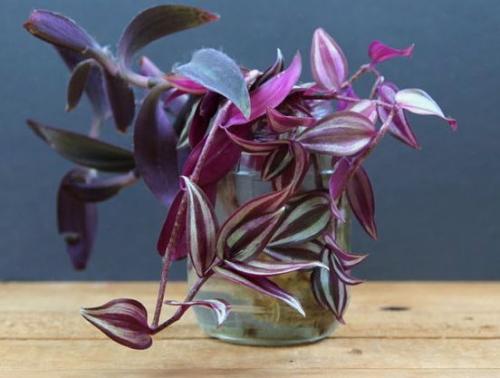 Создание уютного сада с помощью пластиковых бутылок 10