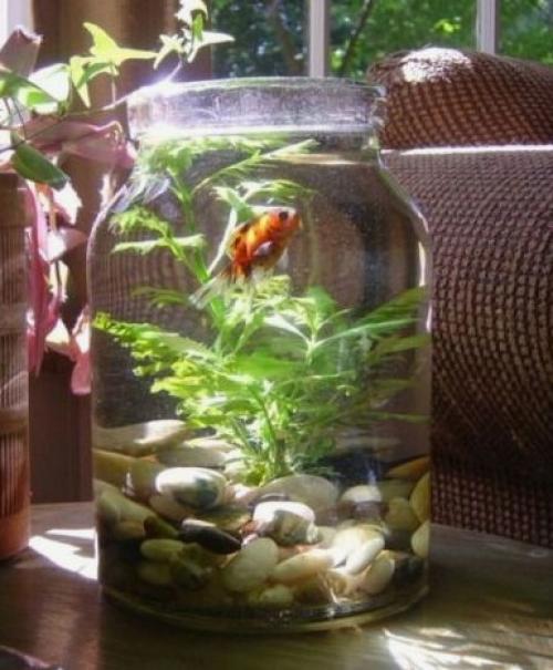 Создание уютного сада с помощью пластиковых бутылок 04