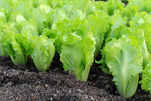 Что посадить в сентябре в саду. Топ-10 вариантов, что можно и нужно посадить в сентябре 2022 года в огороде