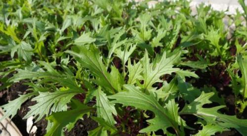 Что можно посадить в сентябре в теплице. Что посадить в с ентябре: овощи и зелень для получения урожая в этом сезоне