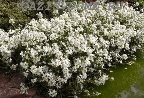 Какие цветы можно посадить в сентябре на даче. 26 цветов которые можно посадить осенью под зиму