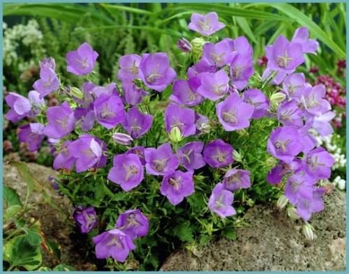 Какие цветы можно посадить в сентябре на даче. 26 цветов которые можно посадить осенью под зиму