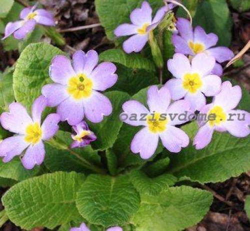 Что посадить в сентябре. Что можно посадить и посеять в сентябре. Делимся опытом и советами 14 Что посадить в сентябре. Что можно посадить и посеять в сентябре. Делимся опытом и советами 14