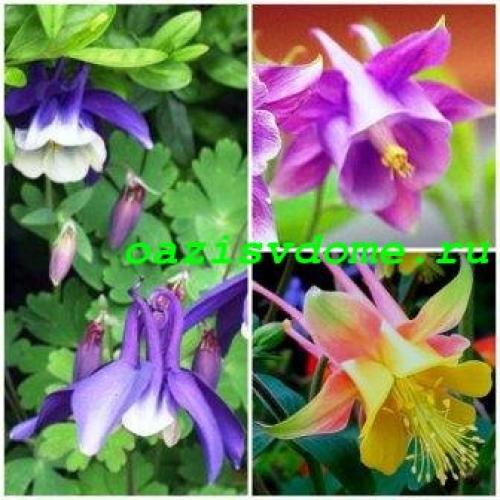 Что посадить в сентябре. Что можно посадить и посеять в сентябре. Делимся опытом и советами 12 Что посадить в сентябре. Что можно посадить и посеять в сентябре. Делимся опытом и советами 12