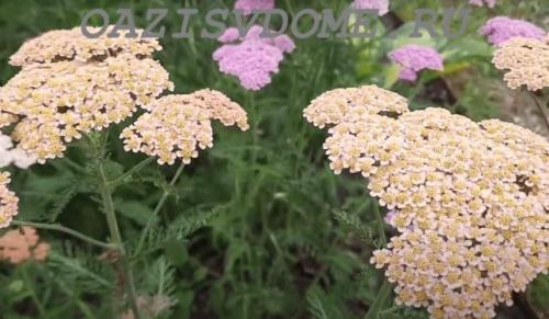 Какие цветы можно посадить в сентябре на даче. 26 цветов которые можно посадить осенью под зиму