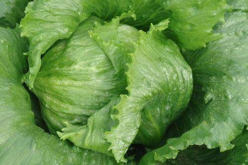 Что посадить в сентябре в саду. Топ-10 вариантов, что можно и нужно посадить в сентябре 2022 года в огороде