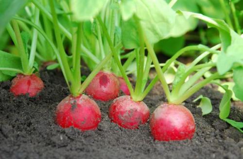 Что можно посадить в сентябре в теплице. Что посадить в с ентябре: овощи и зелень для получения урожая в этом сезоне