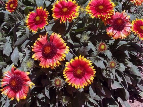 Какие цветы можно посадить в сентябре на даче. 26 цветов которые можно посадить осенью под зиму