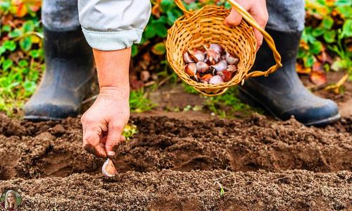 Что посадить в сентябре. Что можно посадить и посеять в сентябре. Делимся опытом и советами 02 Что посадить в сентябре. Что можно посадить и посеять в сентябре. Делимся опытом и советами 02