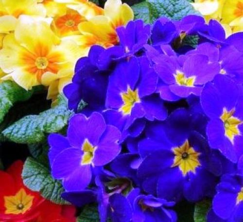 Что посадить в сентябре. Что можно посадить и посеять в сентябре. Делимся опытом и советами 13 Что посадить в сентябре. Что можно посадить и посеять в сентябре. Делимся опытом и советами 13