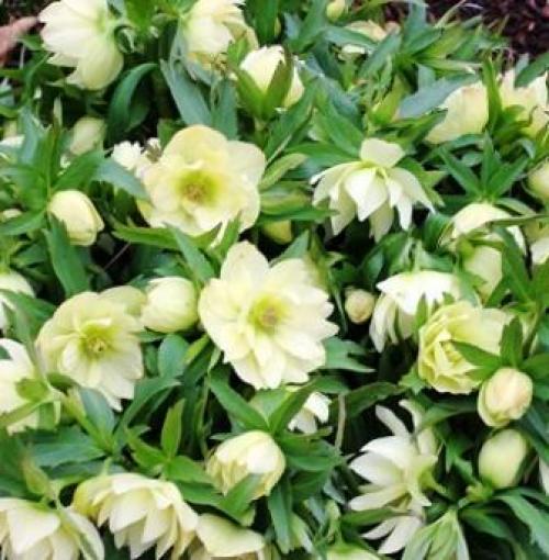 Что посадить в сентябре. Что можно посадить и посеять в сентябре. Делимся опытом и советами 17 Что посадить в сентябре. Что можно посадить и посеять в сентябре. Делимся опытом и советами 17